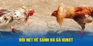 Đá Gà Thomo – Sảnh Cá Độ Trực Tuyến Uy Tín Nhất 2025